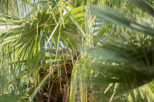 View of palm leaves in the middle of nature