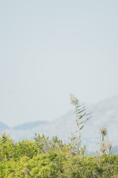 Grass in the foreground, sky and mountains in the background, vertical format