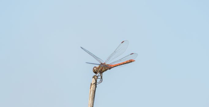 Dragonfly in the wild on a branch