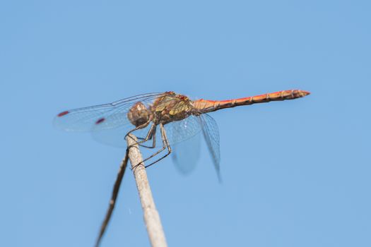 Dragonfly in the wild on a branch