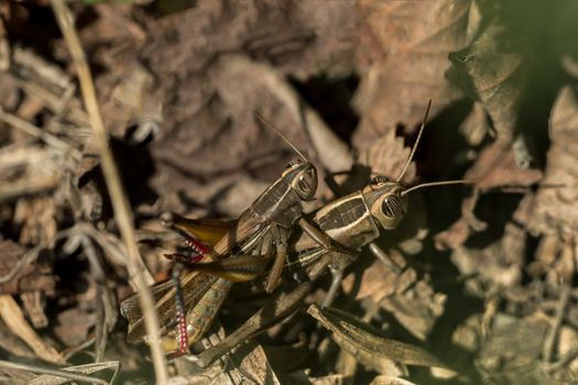 Two grasshoppers mate on the ground