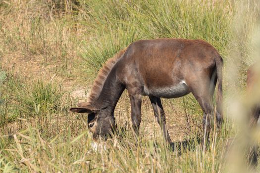 Donkey is grazing in the National Park in Mallorca