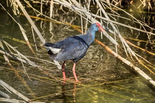 A water bird moves on branches on the water