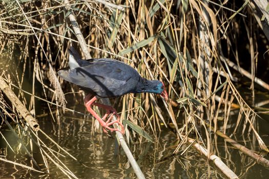 A water bird moves on branches on the water