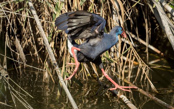 A water bird moves on branches on the water