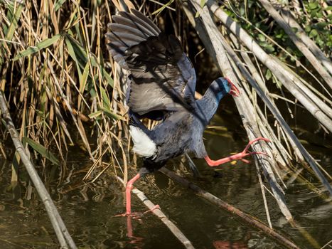 A water bird moves on branches on the water