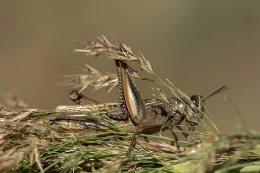 A grasshopper is sitting on a branch