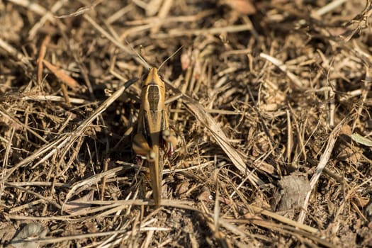A Grasshopper sitting on the ground