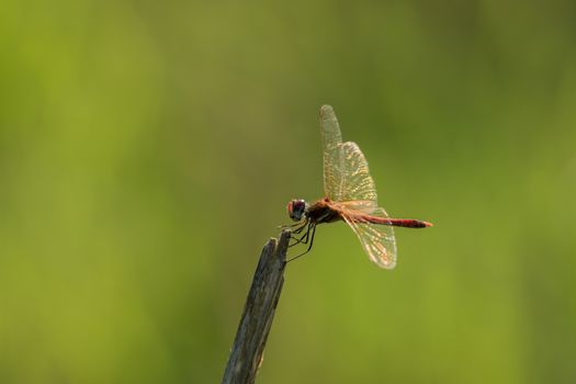 Dragonfly in the wild on a branch