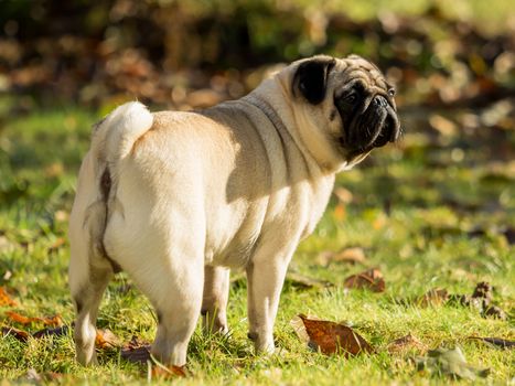 A beautiful pug stands in the meadow