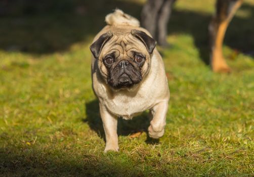 A beautiful pug stands in the meadow