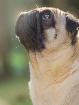 A portrait of a beautiful pug, only the head