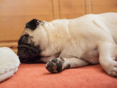 A pug is lying on the corner bench and is sleeping