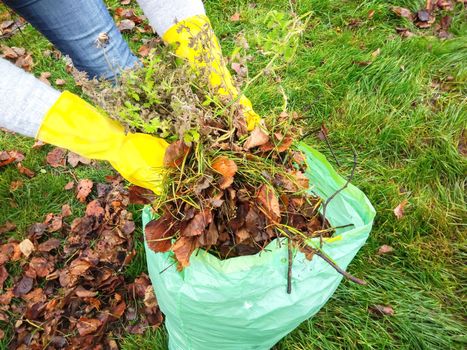 A woman collects old foliage in the garden