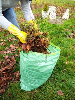 A woman collects old foliage in the garden