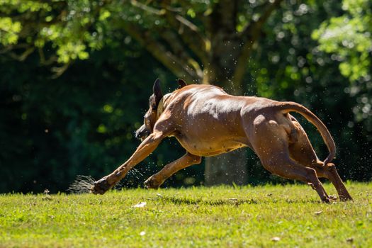 A beautiful Rhodesian Ridgeback runs on the green field