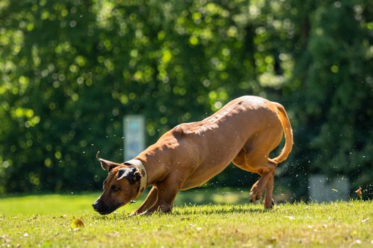 A beautiful Rhodesian Ridgeback runs on the green field