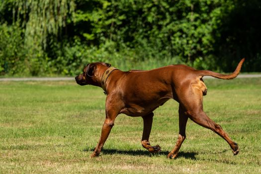 A beautiful Rhodesian Ridgeback runs on the green field