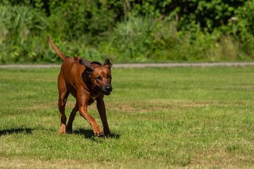 A beautiful Rhodesian Ridgeback runs on the green field