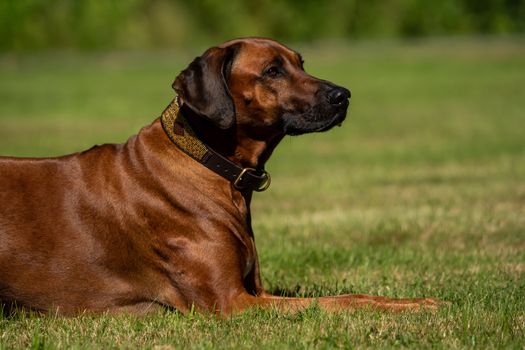 A beautiful Rhodesian Ridgeback lies in the green meadow