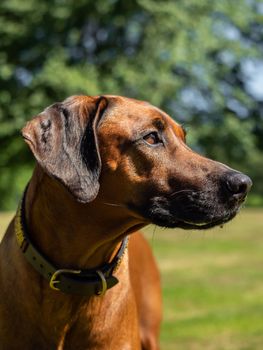 Close-up of the head of a Rhodesian Ridgeback