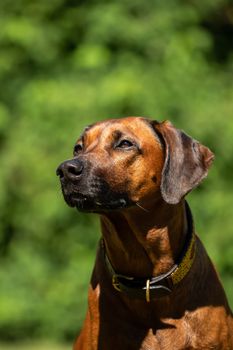 Close-up of the head of a Rhodesian Ridgeback