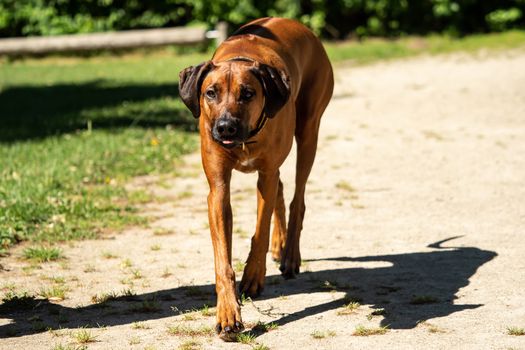 A beautiful Rhodesian Ridgeback runs towards the camera