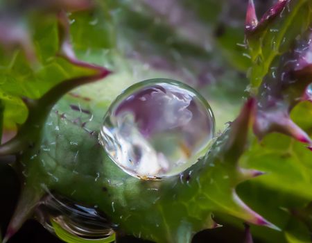 A drop of water on a leaf