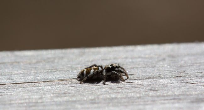 Little jumping spider is sitting on wood with soft background