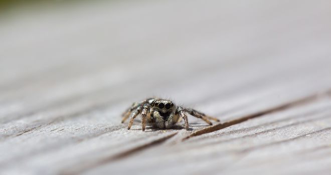 Little jumping spider is sitting on wood with soft background