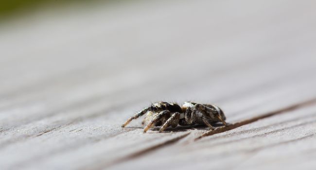 Little jumping spider is sitting on wood with soft background