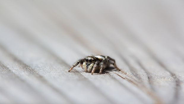 Little jumping spider is sitting on wood with soft background