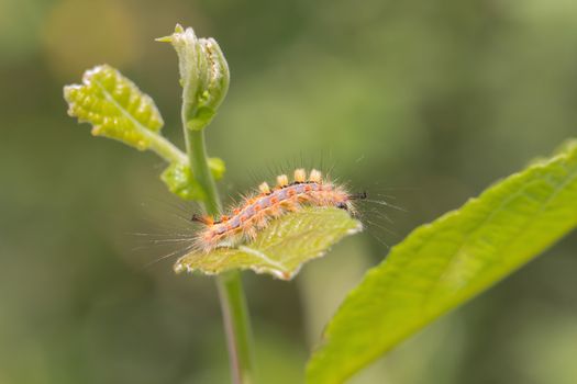 A small caterpillar on a green leaf