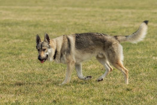 A Czech Wolfhound plays outside in the meadow