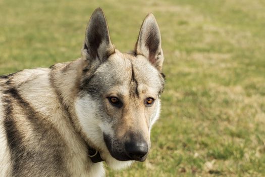 A Czech Wolfhound plays outside in the meadow