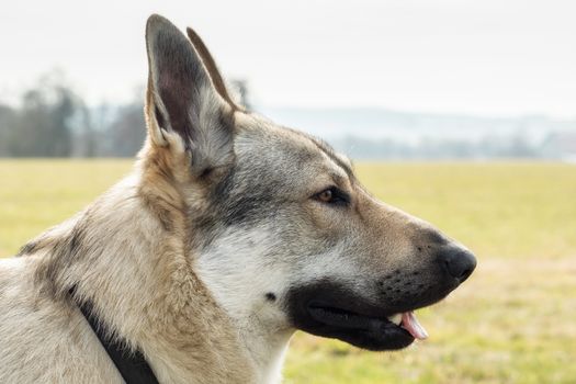 A Czech Wolfhound plays outside in the meadow