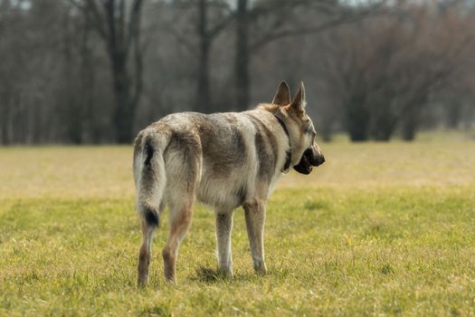 A Czech Wolfhound plays outside in the meadow