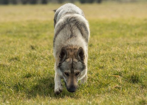 A Czech Wolfhound plays outside in the meadow