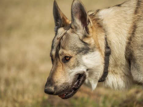 A Czech Wolfhound plays outside in the meadow