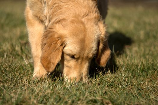 A golden retriever is playing outside in the garden