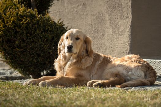 A golden retriever is playing outside in the garden