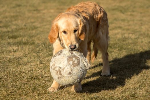 A golden retriever is playing outside in the garden