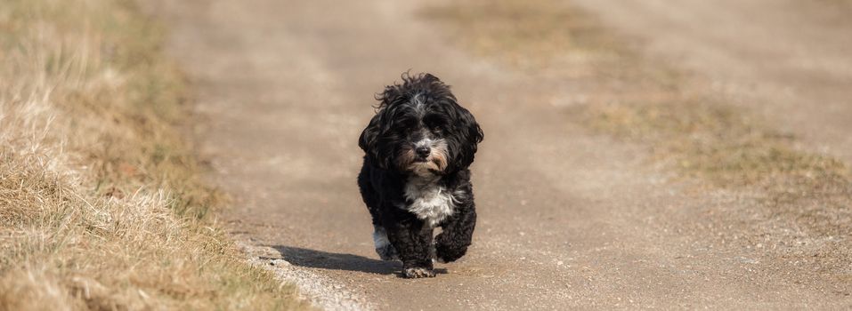 A little Havanese plays outside in the meadow