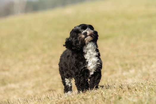 A little Havanese plays outside in the meadow