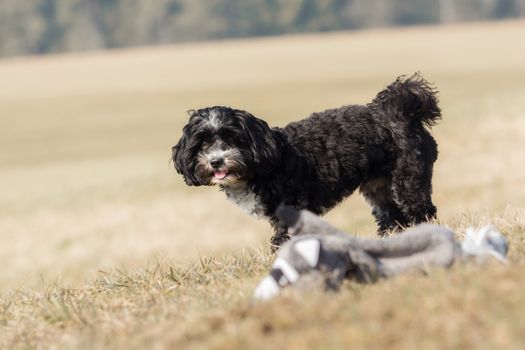 A little Havanese plays outside in the meadow