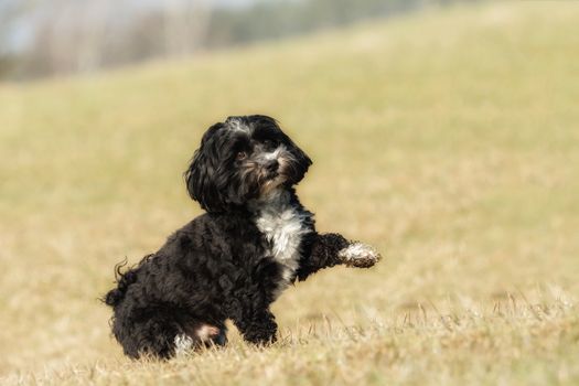 A little Havanese plays outside in the meadow