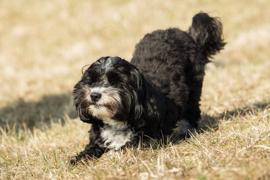 A little Havanese plays outside in the meadow