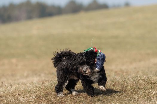 A little Havanese plays outside in the meadow