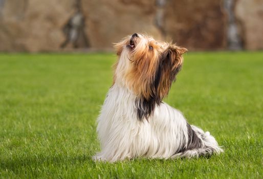 A little Yorkshire Terrier is playing outside in the garden