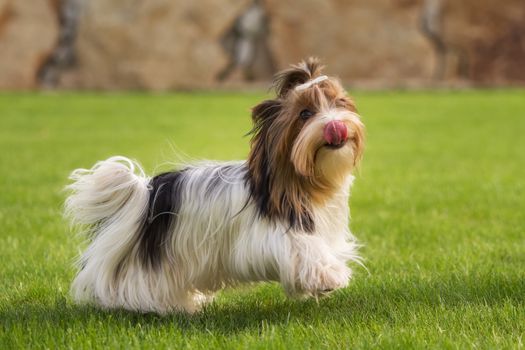 A little Yorkshire Terrier is playing outside in the garden